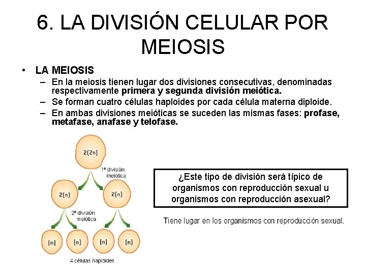 6. LA DIVISIÓN CELULAR POR MEIOSIS • LA MEIOSIS – En la meiosis tienen