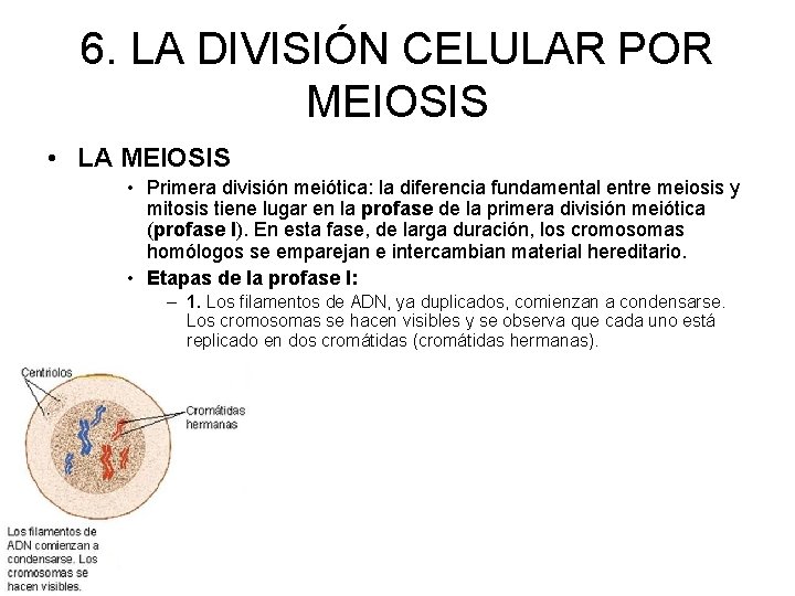 6. LA DIVISIÓN CELULAR POR MEIOSIS • LA MEIOSIS • Primera división meiótica: la