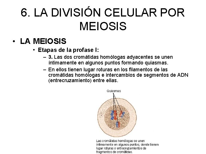 6. LA DIVISIÓN CELULAR POR MEIOSIS • LA MEIOSIS • Etapas de la profase