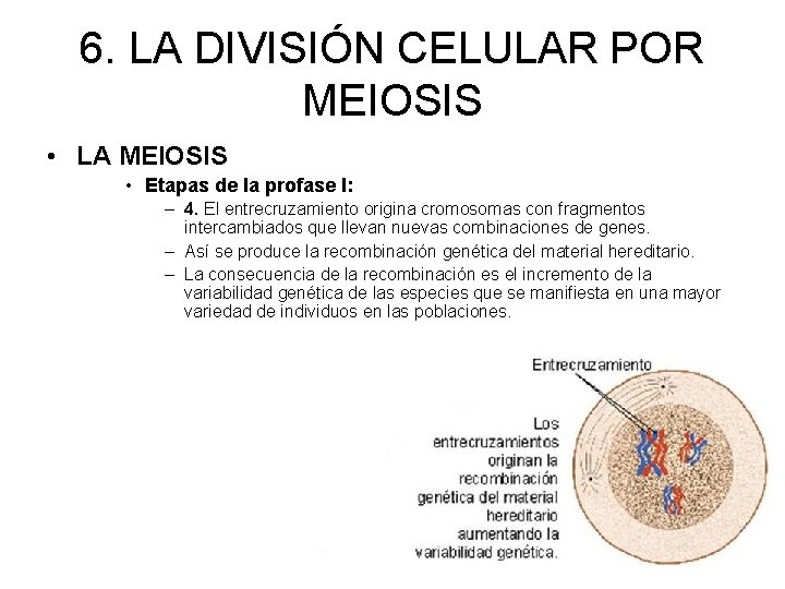 6. LA DIVISIÓN CELULAR POR MEIOSIS • LA MEIOSIS • Etapas de la profase