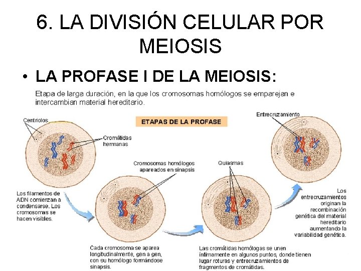 6. LA DIVISIÓN CELULAR POR MEIOSIS • LA PROFASE I DE LA MEIOSIS: 