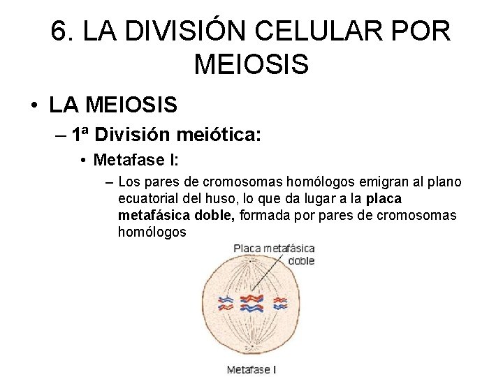 6. LA DIVISIÓN CELULAR POR MEIOSIS • LA MEIOSIS – 1ª División meiótica: •