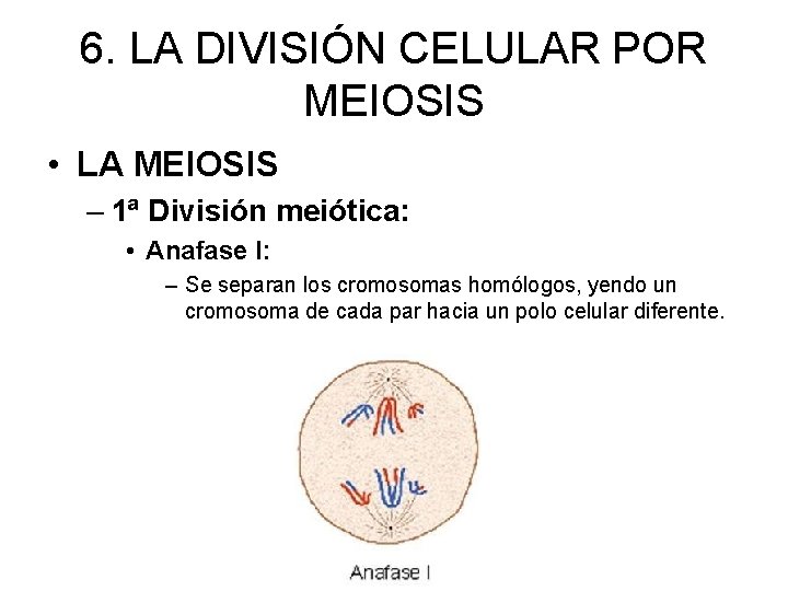6. LA DIVISIÓN CELULAR POR MEIOSIS • LA MEIOSIS – 1ª División meiótica: •