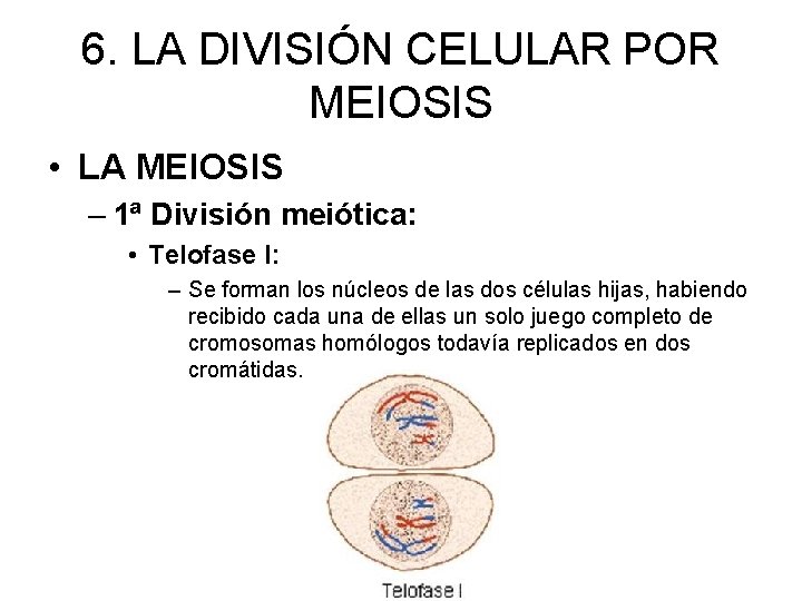 6. LA DIVISIÓN CELULAR POR MEIOSIS • LA MEIOSIS – 1ª División meiótica: •