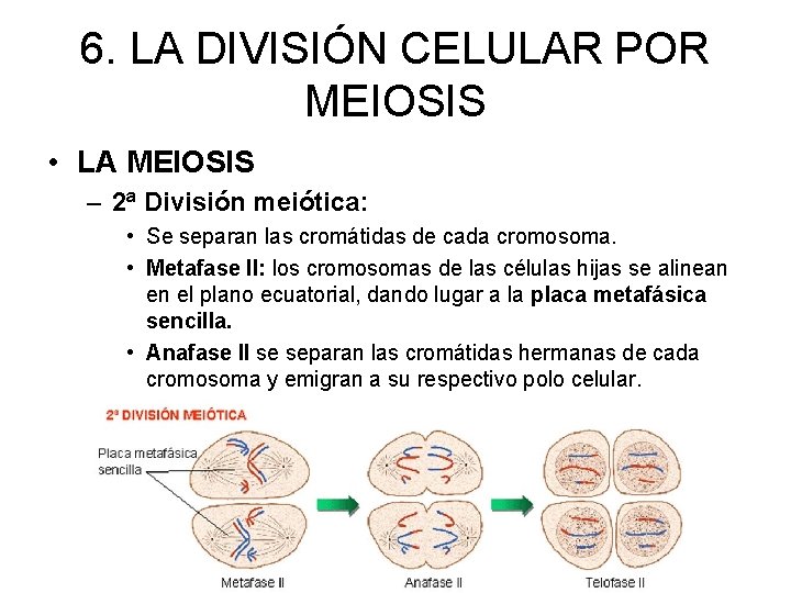 6. LA DIVISIÓN CELULAR POR MEIOSIS • LA MEIOSIS – 2ª División meiótica: •