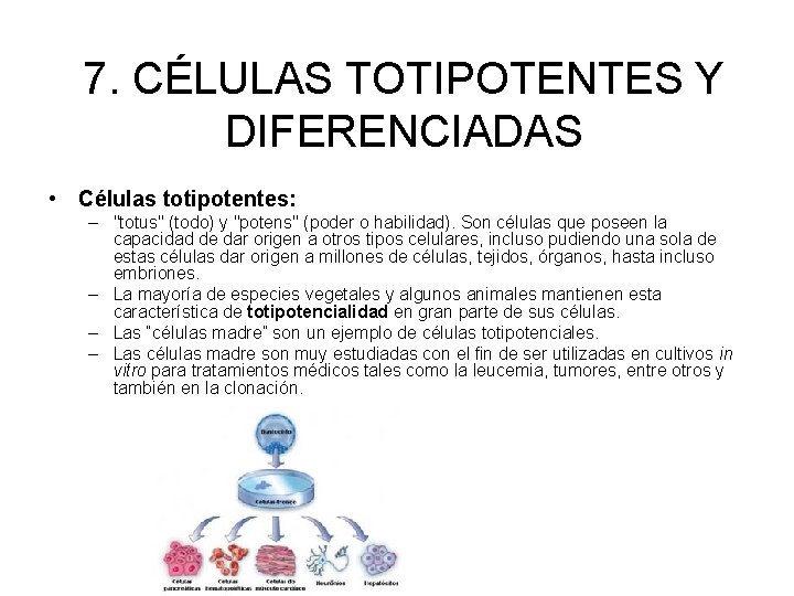 7. CÉLULAS TOTIPOTENTES Y DIFERENCIADAS • Células totipotentes: – "totus" (todo) y "potens" (poder