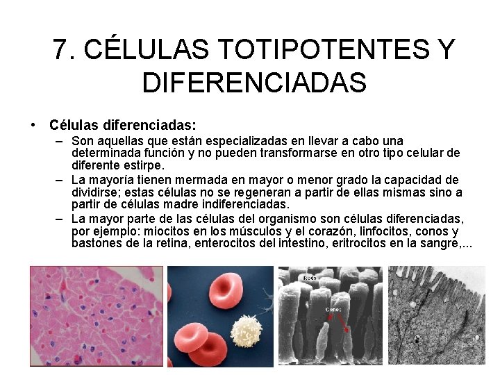 7. CÉLULAS TOTIPOTENTES Y DIFERENCIADAS • Células diferenciadas: – Son aquellas que están especializadas