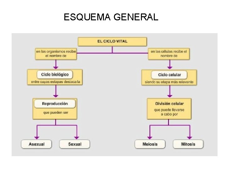 ESQUEMA GENERAL 