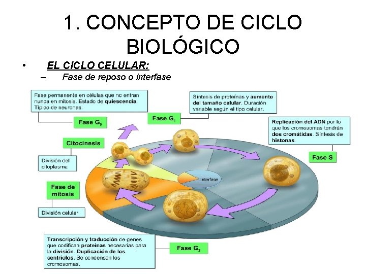 1. CONCEPTO DE CICLO BIOLÓGICO • EL CICLO CELULAR: – Fase de reposo o