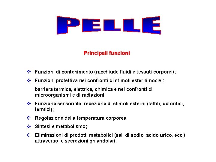 Principali funzioni v Funzioni di contenimento (racchiude fluidi e tessuti corporei); v Funzioni protettiva