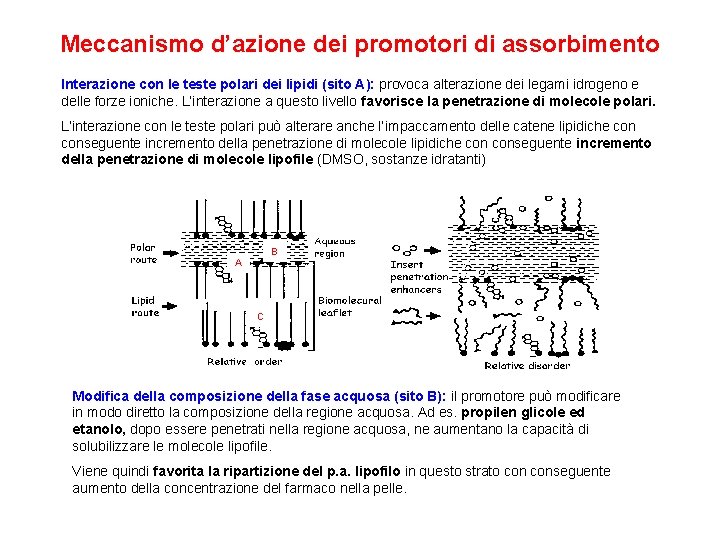 Meccanismo d’azione dei promotori di assorbimento Interazione con le teste polari dei lipidi (sito