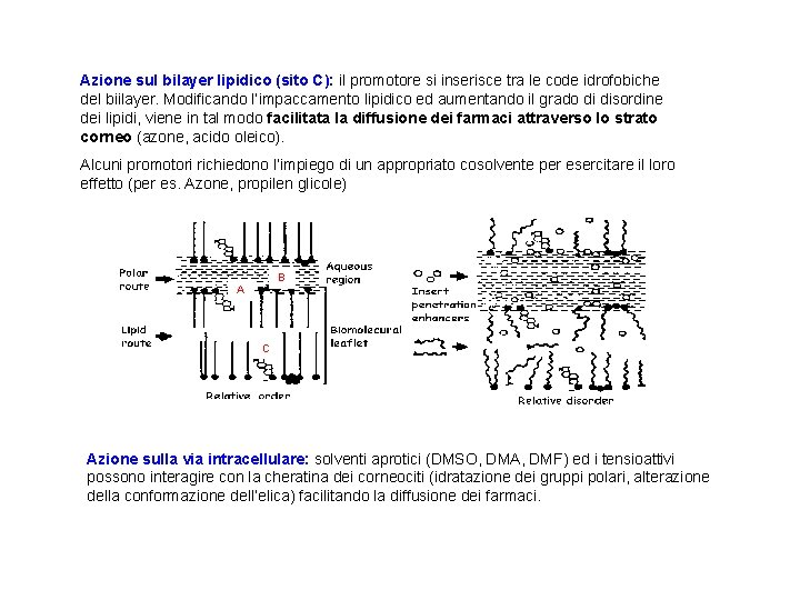 Azione sul bilayer lipidico (sito C): il promotore si inserisce tra le code idrofobiche