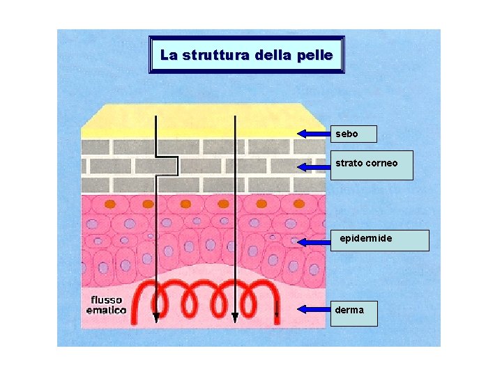 La struttura della pelle sebo strato corneo epidermide derma 