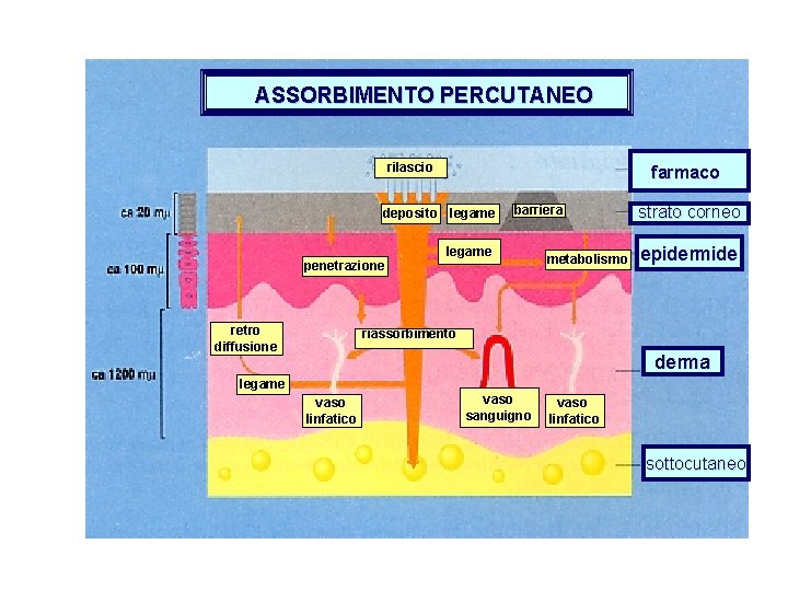 ASSORBIMENTO PERCUTANEO rilascio farmaco deposito legame barriera legame penetrazione retro diffusione metabolismo strato corneo