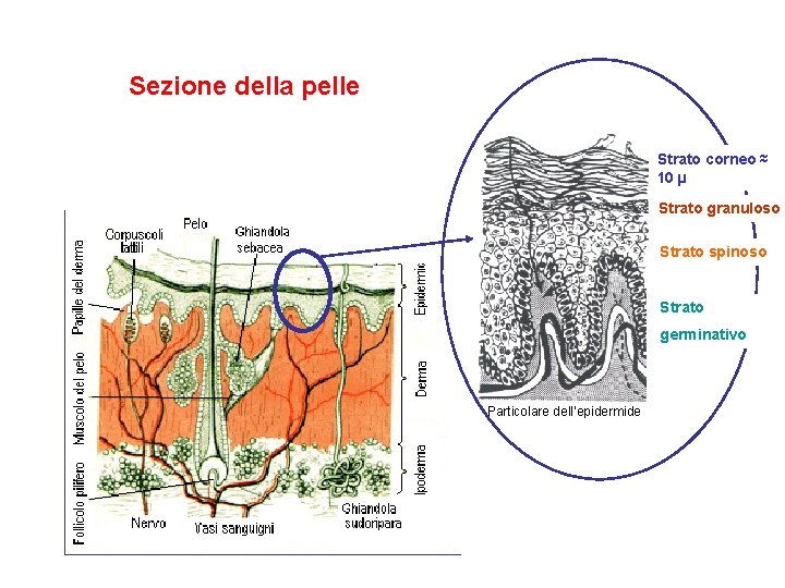 Sezione della pelle Strato corneo ≈ 10 µ Strato granuloso Strato spinoso Strato germinativo