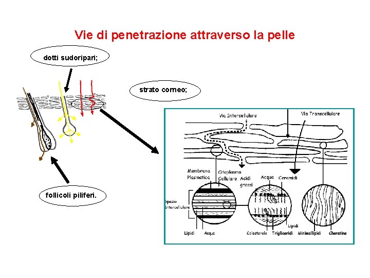 Vie di penetrazione attraverso la pelle dotti sudoripari; strato corneo; follicoli piliferi. 