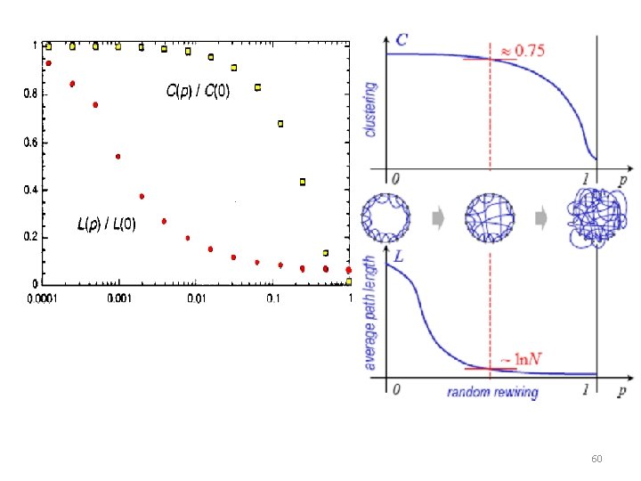 P Fig [Courtesy of NATURE] Average Path Length and clustering coefficient of the WS