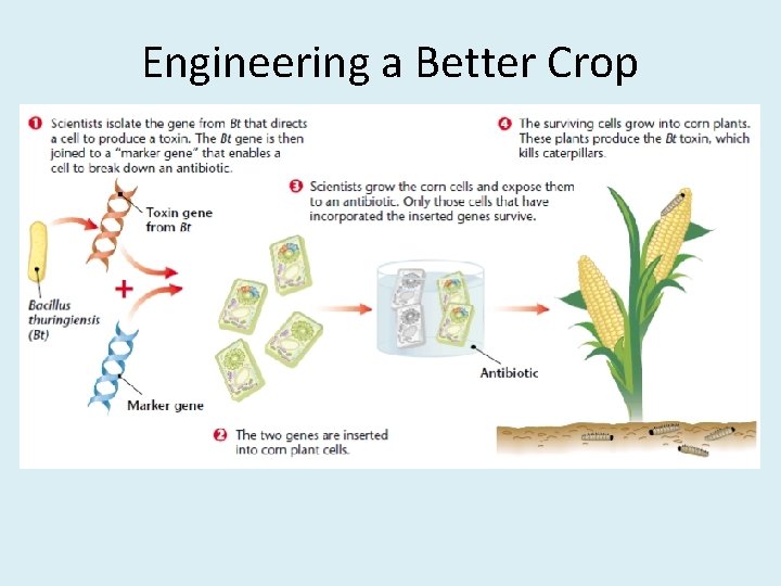Engineering a Better Crop 