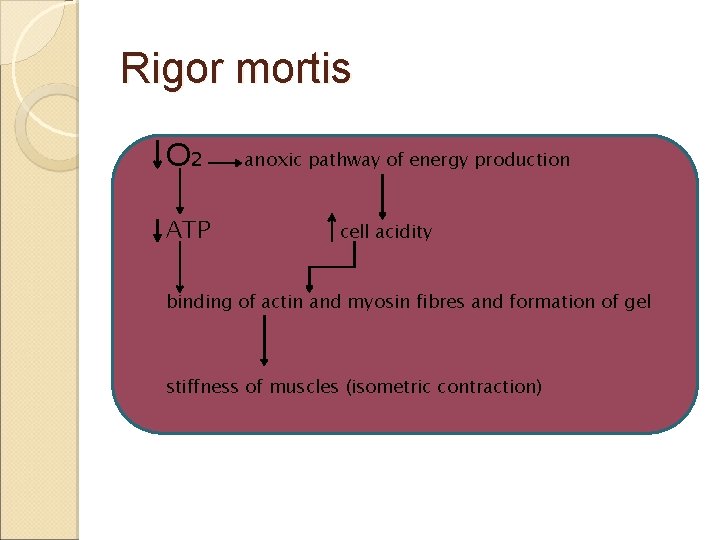 Rigor mortis O₂ ATP anoxic pathway of energy production cell acidity binding of actin