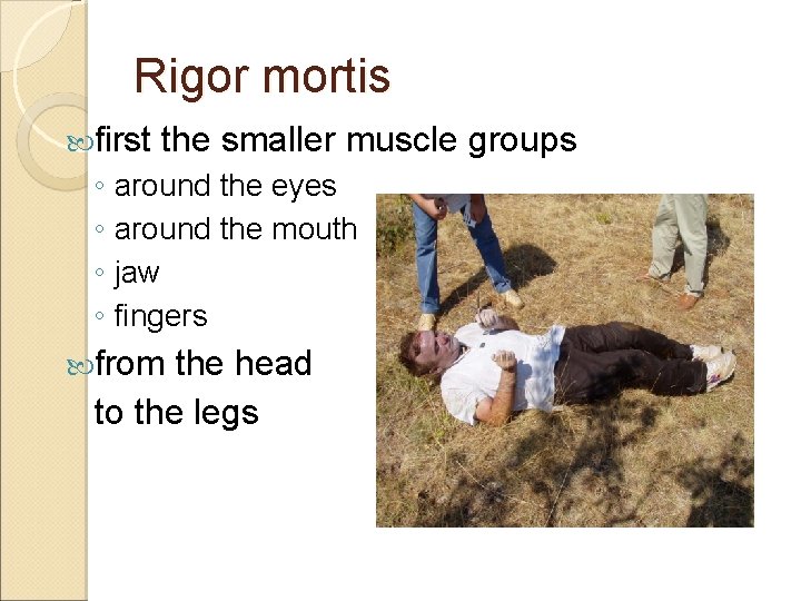 Rigor mortis first the smaller muscle groups ◦ around the eyes ◦ around the