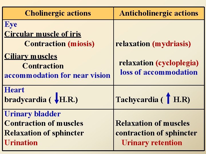 Cholinergic actions Eye Circular muscle of iris Contraction (miosis) Ciliary muscles Contraction accommodation for