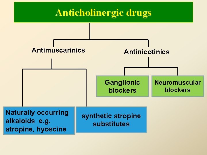 Anticholinergic drugs Antimuscarinics Antinicotinics Ganglionic blockers Naturally occurring alkaloids e. g. atropine, hyoscine synthetic