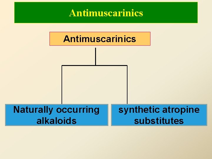 Antimuscarinics Naturally occurring alkaloids synthetic atropine substitutes 