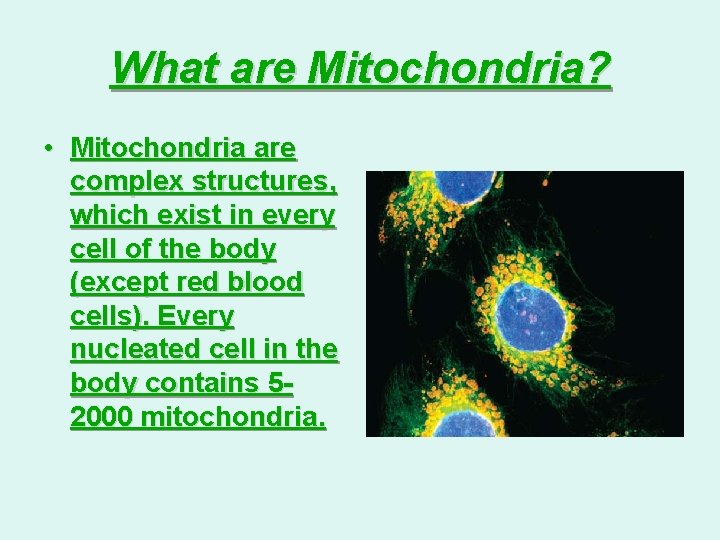 What are Mitochondria? • Mitochondria are complex structures, which exist in every cell of