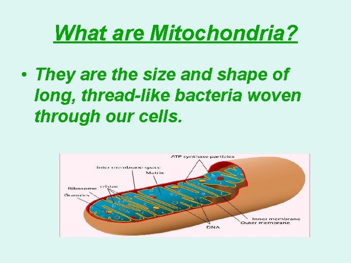 What are Mitochondria? • They are the size and shape of long, thread-like bacteria