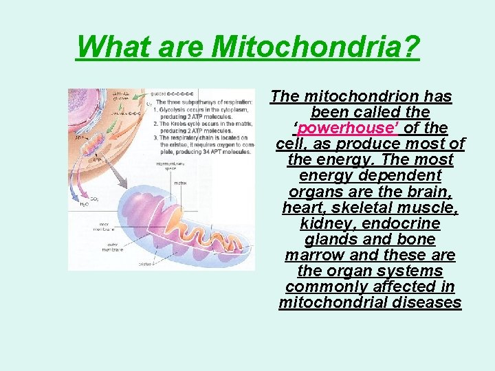 What are Mitochondria? The mitochondrion has been called the ‘powerhouse’ of the cell, as