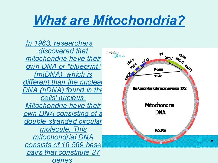 What are Mitochondria? In 1963, researchers discovered that mitochondria have their own DNA or