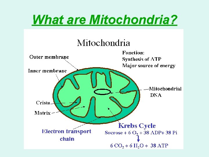 What are Mitochondria? 