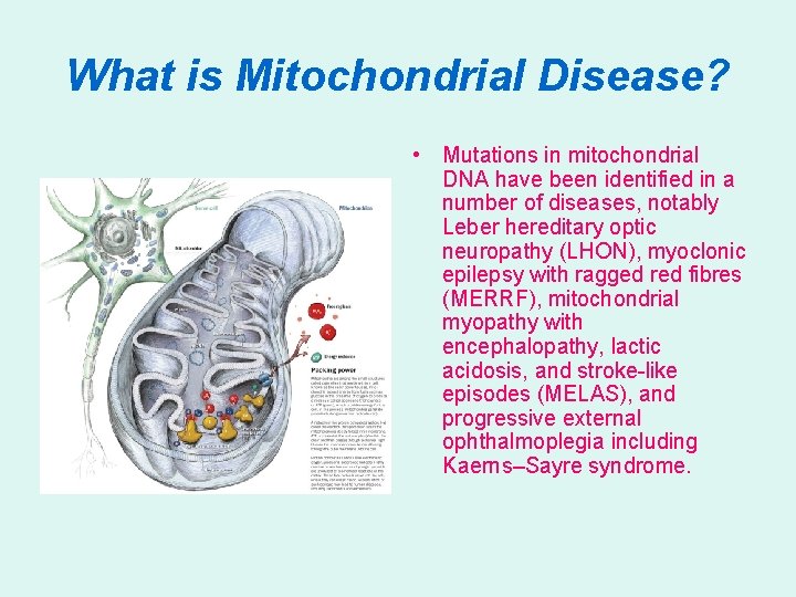 What is Mitochondrial Disease? • Mutations in mitochondrial DNA have been identified in a