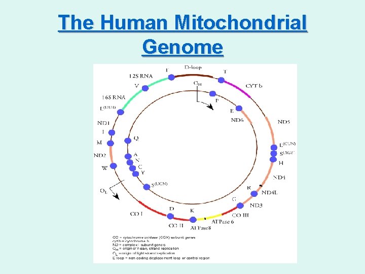 The Human Mitochondrial Genome 