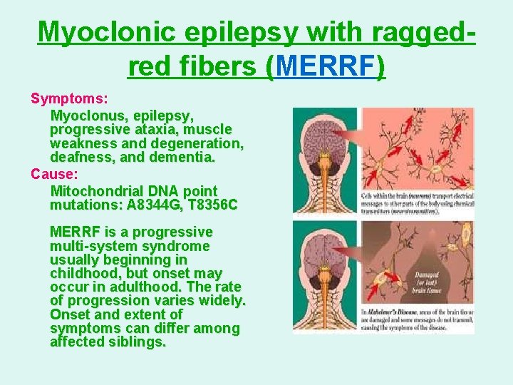 Myoclonic epilepsy with raggedred fibers (MERRF) Symptoms: Myoclonus, epilepsy, progressive ataxia, muscle weakness and