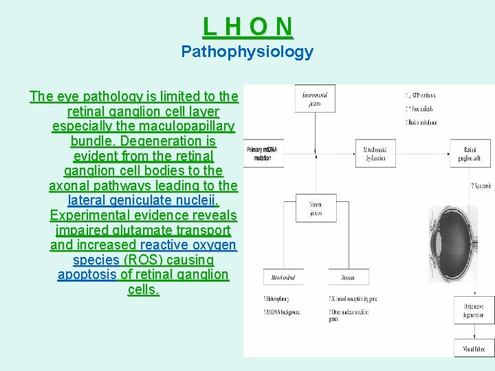 LHON Pathophysiology The eye pathology is limited to the retinal ganglion cell layer especially