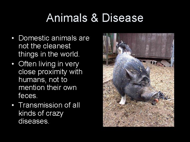 Animals & Disease • Domestic animals are not the cleanest things in the world.