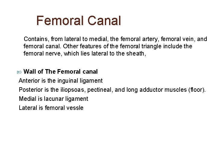 Femoral Canal Contains, from lateral to medial, the femoral artery, femoral vein, and femoral