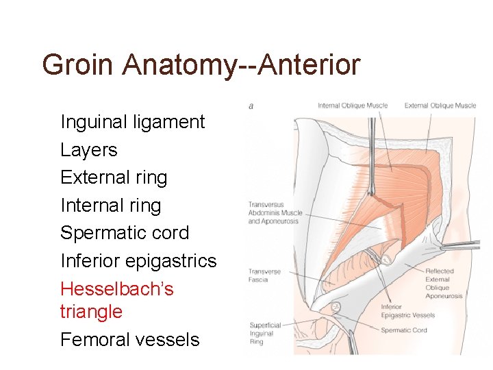 Groin Anatomy--Anterior • • Inguinal ligament Layers External ring Internal ring Spermatic cord Inferior