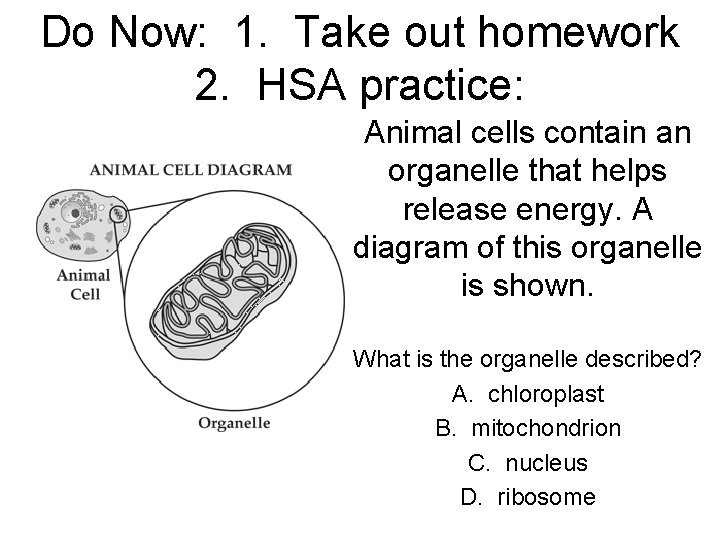Do Now: 1. Take out homework 2. HSA practice: Animal cells contain an organelle