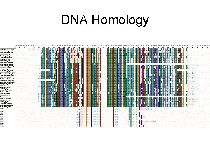 DNA Homology 