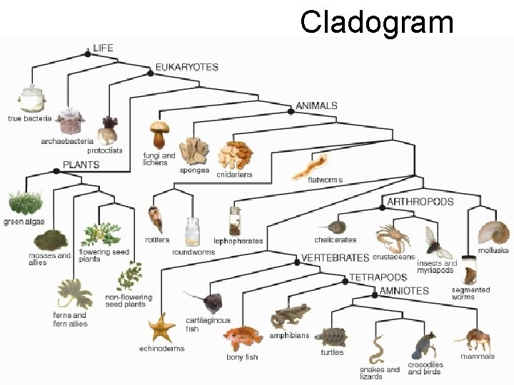 Cladogram 