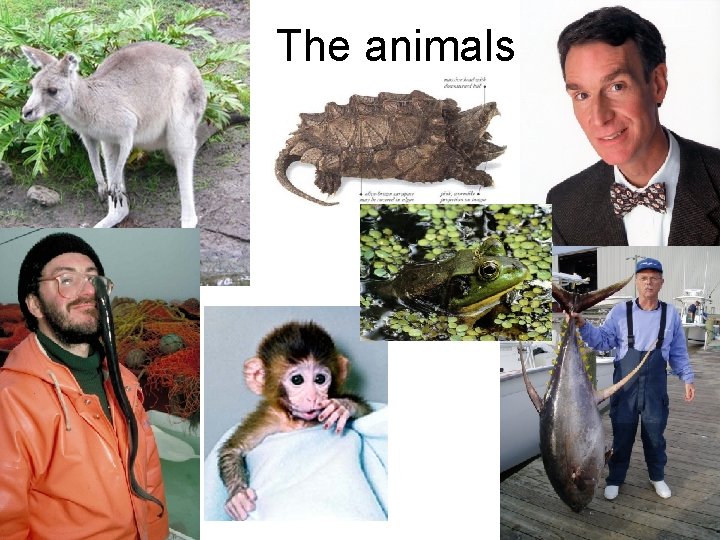 The animals 