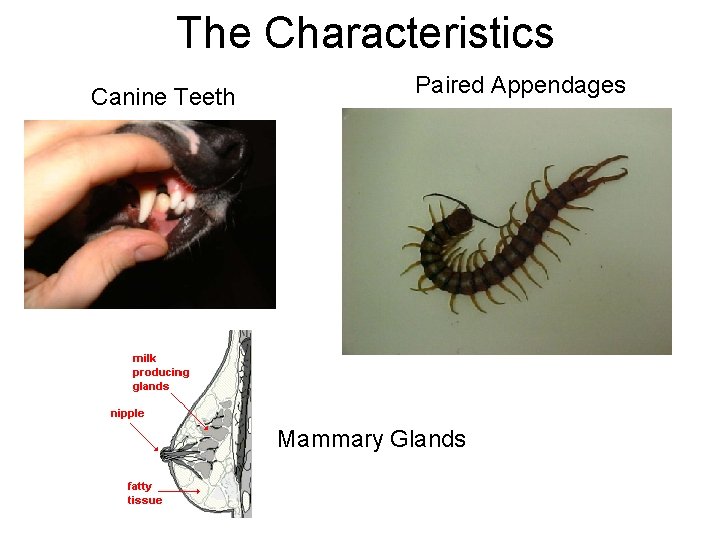 The Characteristics Canine Teeth Paired Appendages Mammary Glands 