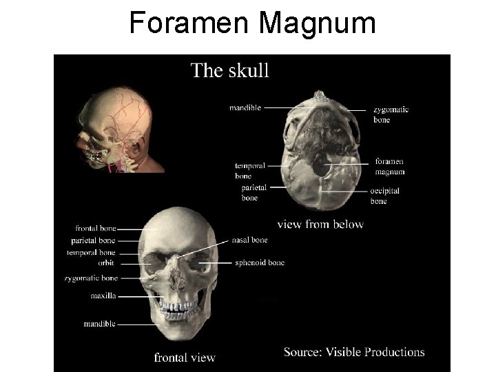 Foramen Magnum 