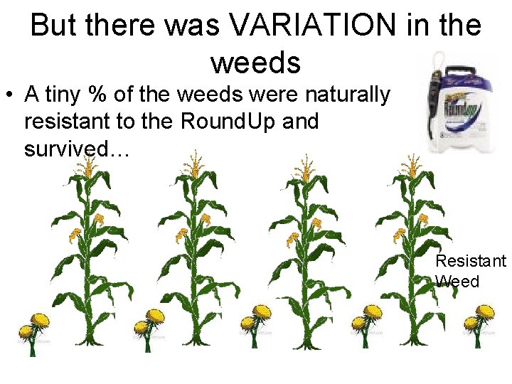 But there was VARIATION in the weeds • A tiny % of the weeds