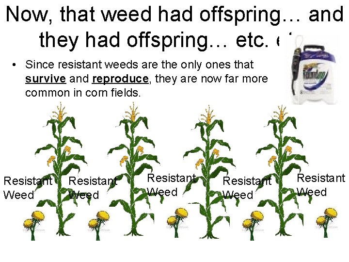 Now, that weed had offspring… and they had offspring… etc. • Since resistant weeds