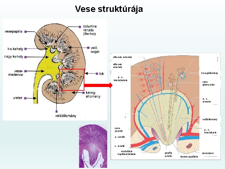 Vese struktúrája efferens arteriola afferens arteriola kéregállomány a. , v. interlobularis vese glomerulus a.