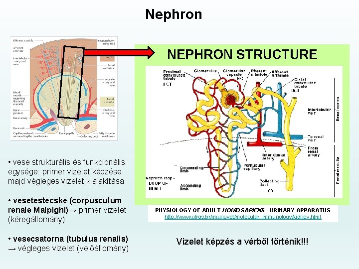 Nephron • vese strukturális és funkcionális egysége: primer vizelet képzése majd végleges vizelet kialakítása