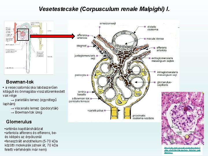 Vesetestecske (Corpusculum renale Malpighi) I. Bowman-tok • a vesecsatornácska labdaszerűen kitágult és önmagába visszatüremkedett